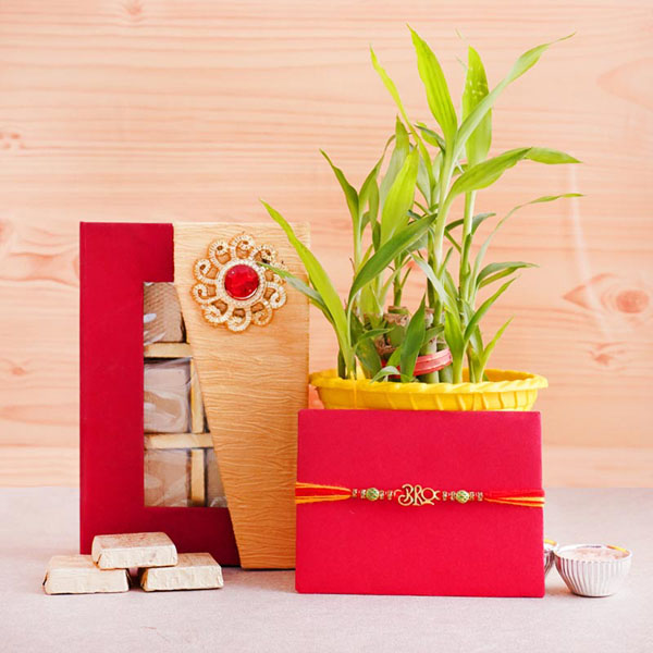 Designer Rakhi and Lucky Bamboo Plant Combo
