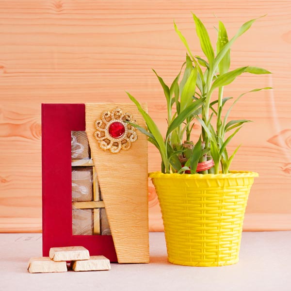 Designer Rakhi and Lucky Bamboo Plant Combo