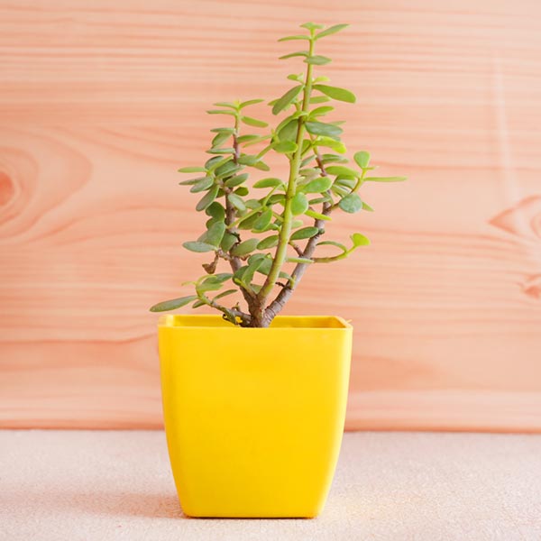 Designer Rakhi with Jade Plant and Temptations