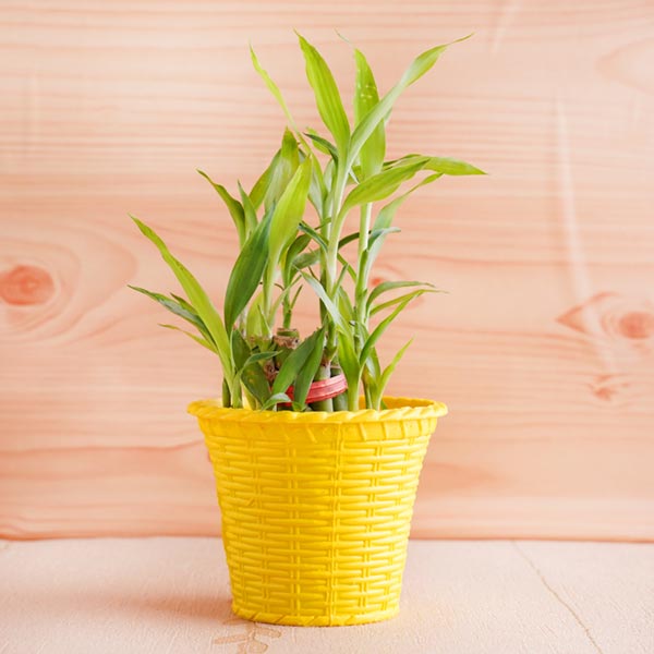 Gayantri Mantra Rakhi with Lucky Bamboo and Laddoo