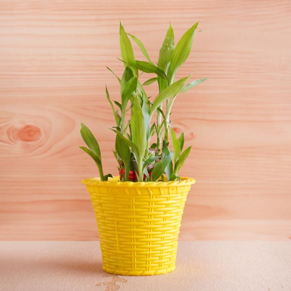 Silver Rakhi with Lucky Bamboo and Kaju Barfi