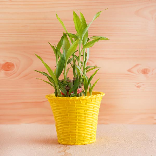 Fancy Rakhi with Lucky Bamboo Plant