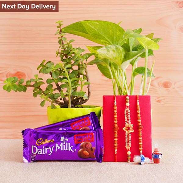 Set of 3 Rakhi with Plants and Chocolates