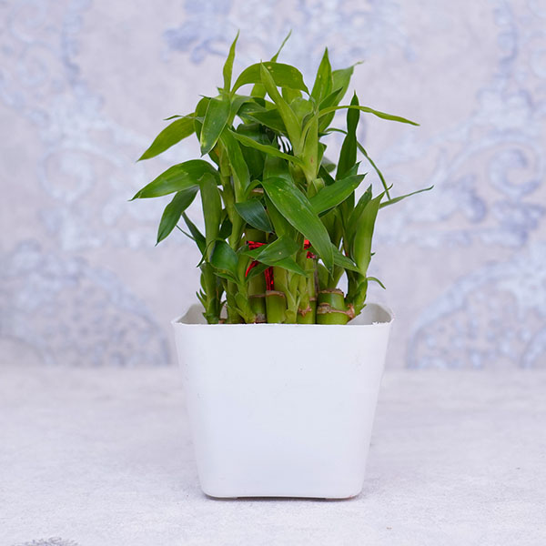 Pearl Rakhi with Lucky Plant Combo