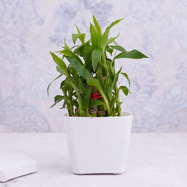 Pearl Rakhi N Lucky Plant with Chocolate Combo