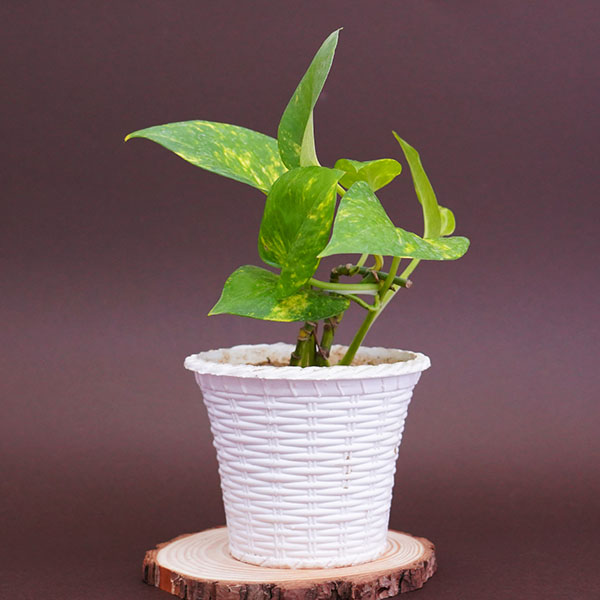 Rudraksha Rakhi with Money Plant Combo