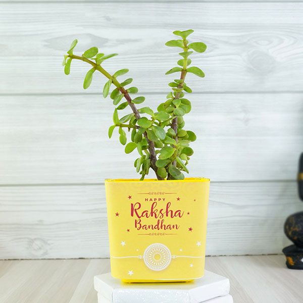 Rudraksh Rakhi with Jade Plant Combo