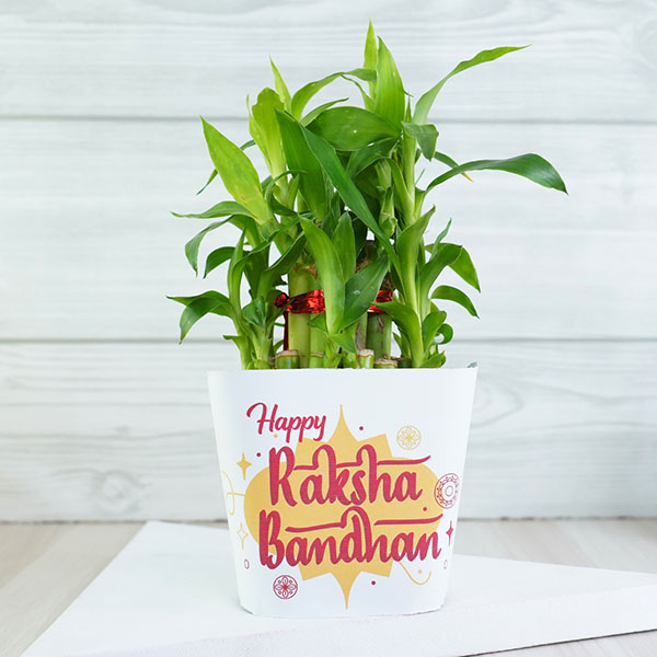 Bhaiya Bhabhi Rakhi with Lucky Plant and Ferrero Rocher