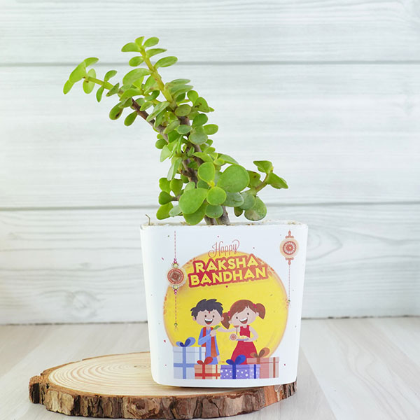 Rakhi N Jade Plant Gift Hamper