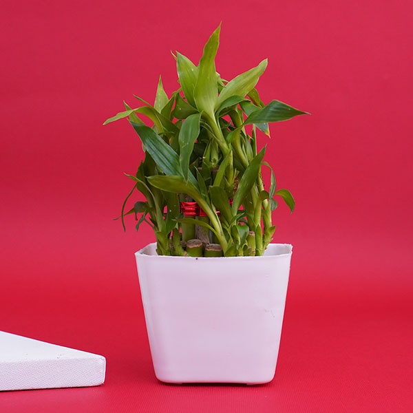 Rakhi N Lucky Plant with Galaxy Chocolate Pack