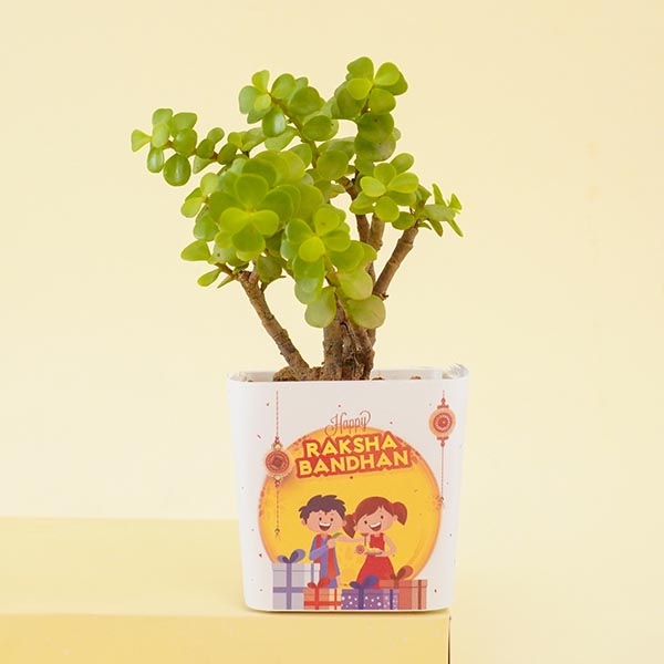 Designer Rakhi with Wallet N Jade Plant