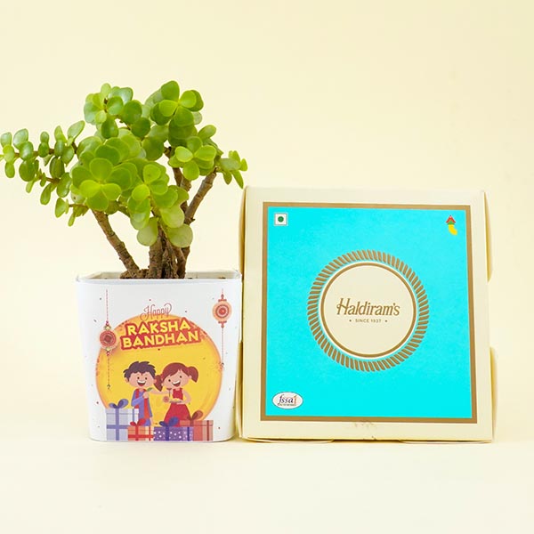 Designer Golden Rakhi with Book N Jade Plant Combo