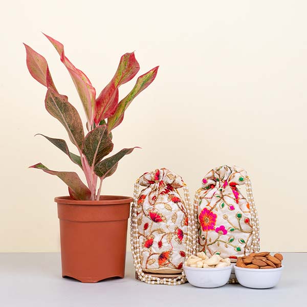 Bhaiya Bhabhi Rakhi with Lipstick Aglaonema Plant Gift Hamper