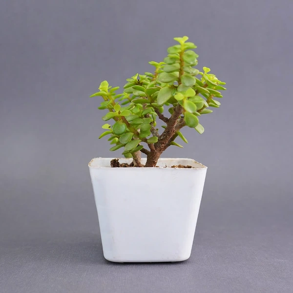 Bluish Evil Eye Rakhi with Jade Plant  Combo